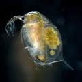 Daphnius